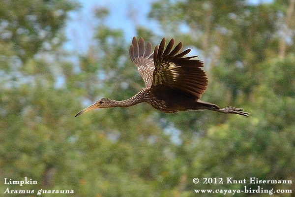 Limpkin