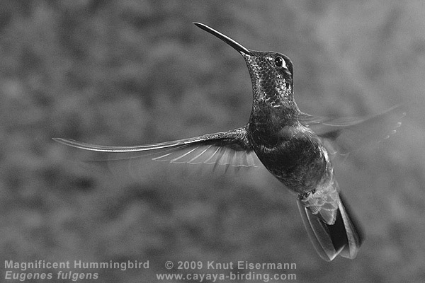 Magnificent Hummingbird