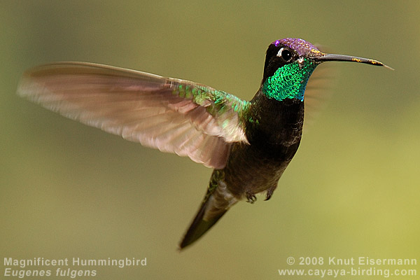 Magnificent Hummingbird