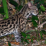 Margay