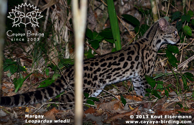 Margay