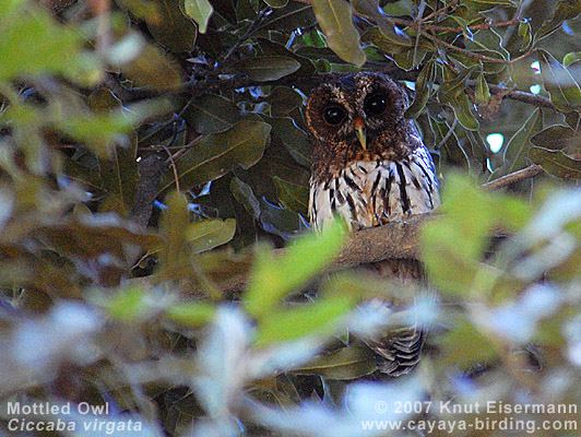 Mottled Owl