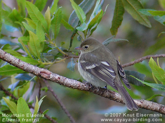 Mountain Elaenia