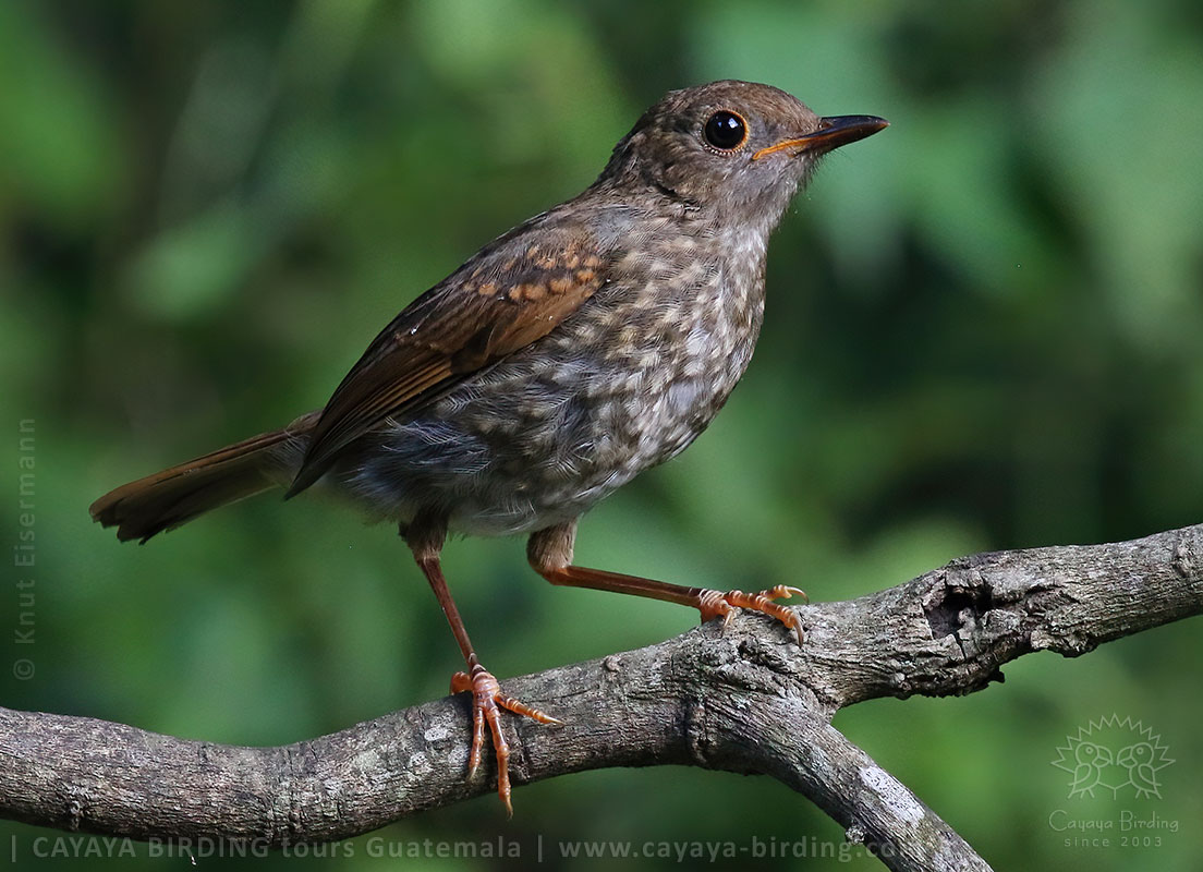 juvenile Orange-billed Nightingale-Thrush