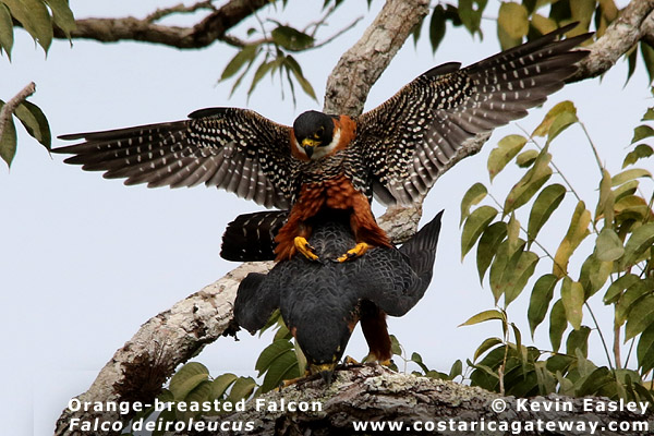 Mating Orange-breasted Falcons