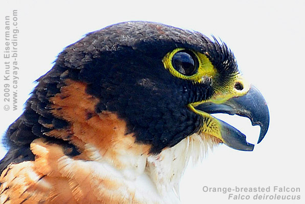 Orange-breasted Falcon