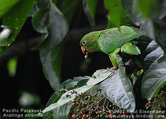 Pacific Parakeet