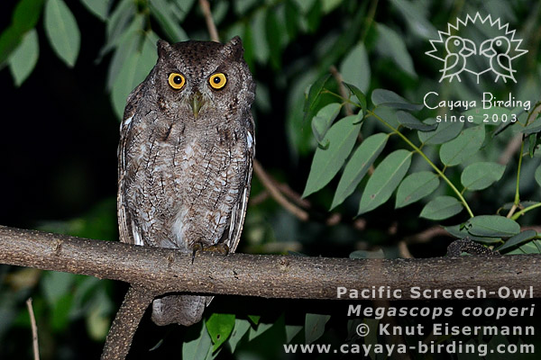 Pacific Screech-Owl