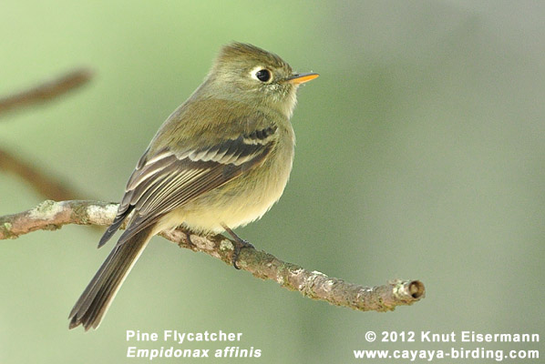 Pine Flycatcher