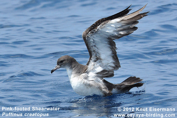 Pink-footed Shearwater