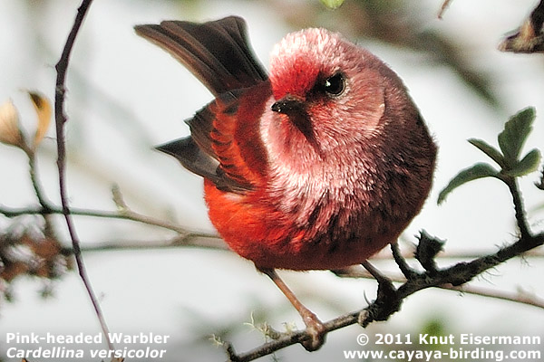 Pink-headed Warbler