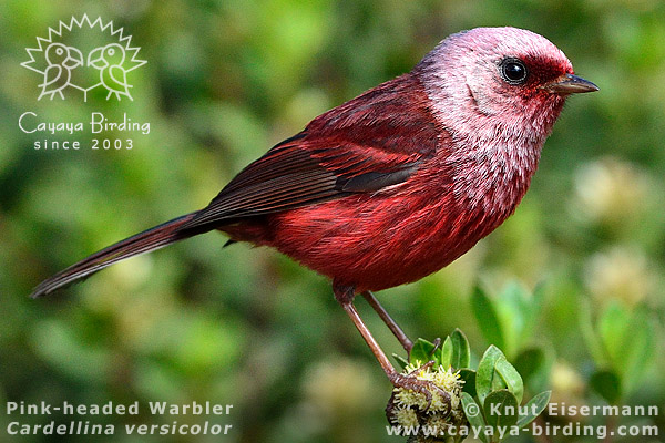 Pink-headed Warbler Cardellina versicolor