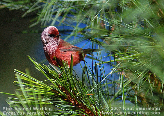 Pink-headed Warbler