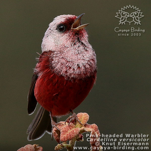 Singing Pink-headed Warbler
