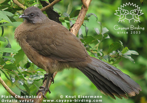 Plain Chachalaca