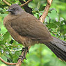 Plain Chachalaca