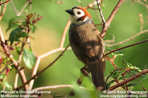 Prevost's Ground-Sparrow