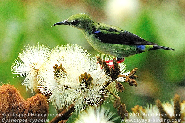 Red-legged Honeycreeper