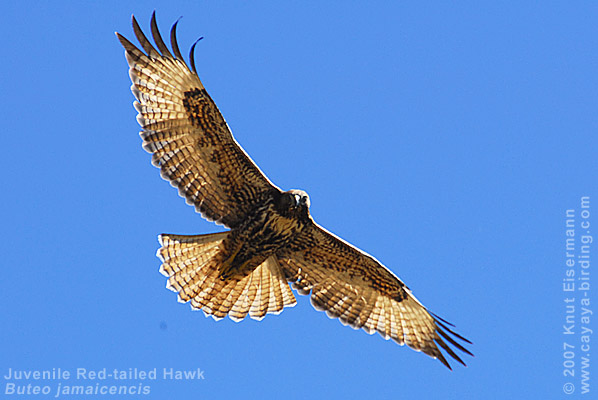 Red-tailed Hawk