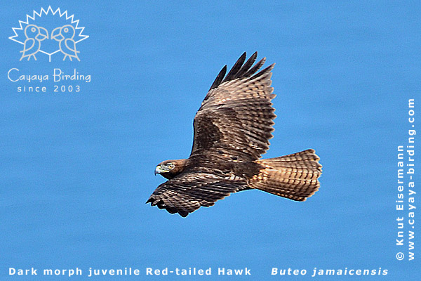 Red-tailed Hawk