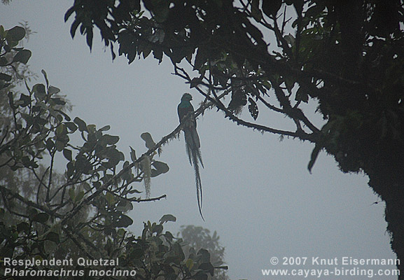 Resplendent Quetzal