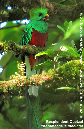 Resplendent Quetzal