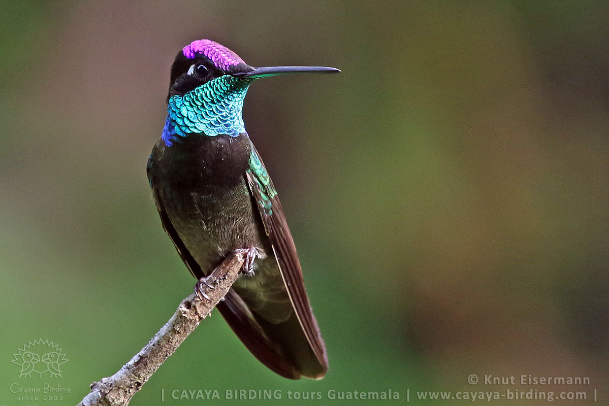 Rivoli's Hummingbird