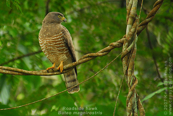 Roadside Hawk