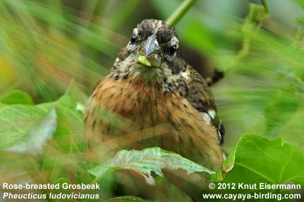 Rose-breasted Grosbeak