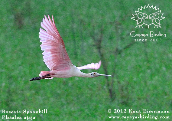 Roseate Spoonbill