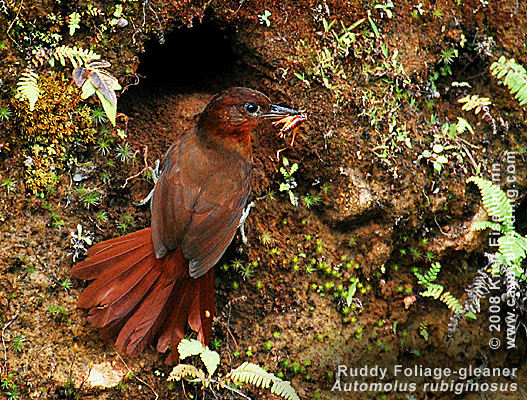 Ruddy Foliage-gleaner