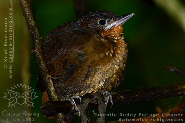 Fledgling of Ruddy Foliage-gleaner