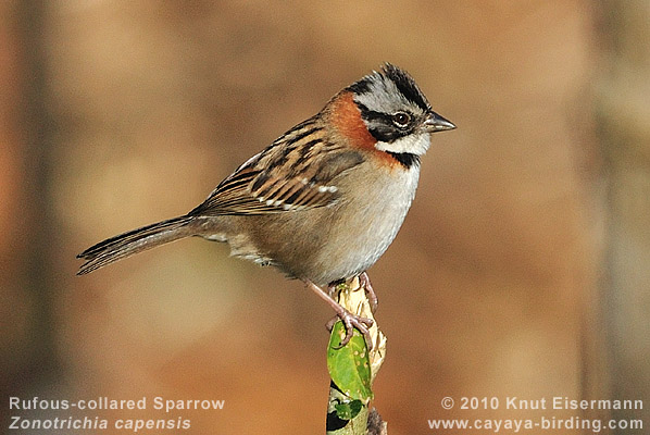 Rufous-collared Sparrow