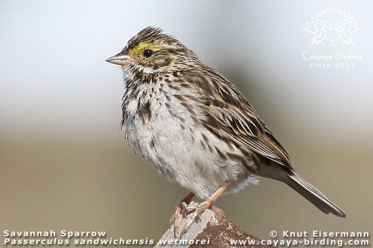 Savannah Sparrow wetmorei