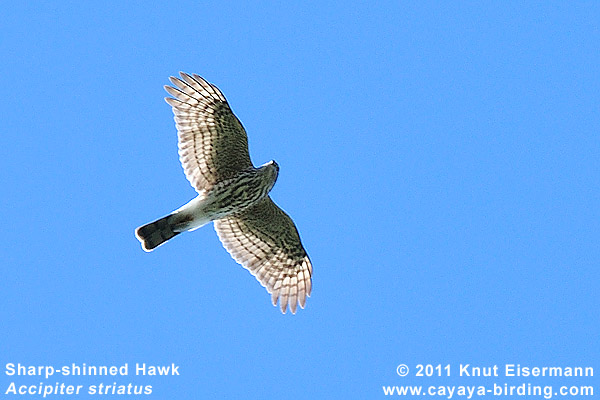 Sharp-shinned Hawk