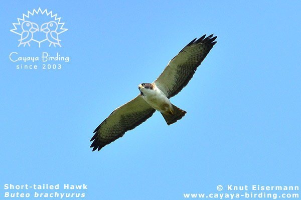 Short-tailed Hawk