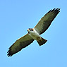 Short-tailed Hawk