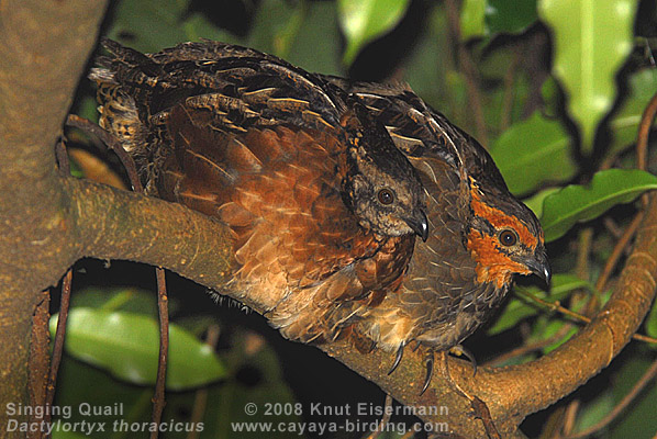 Singing Quail