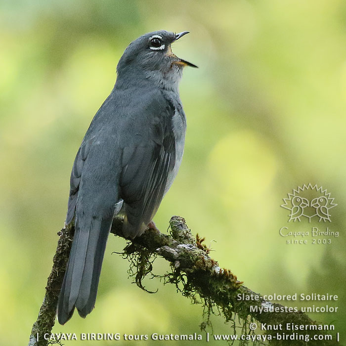 Slate-colored Solitaire