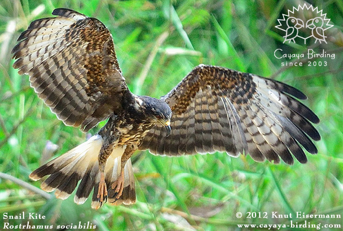 Snail Kite