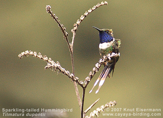 Sparkling-tailed Hummingbird