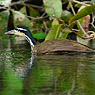 Sungrebe