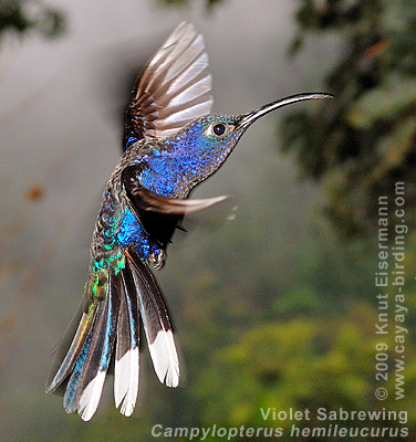 Violet Sabrewing