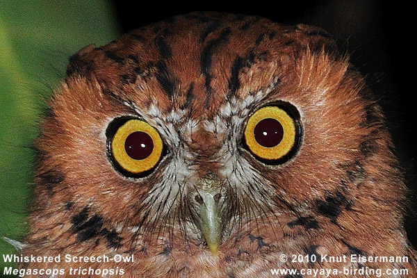 Whiskered Screech-Owl