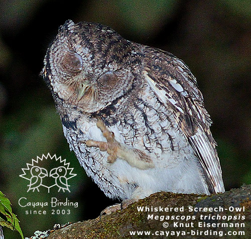 Whiskered Screech-Owl