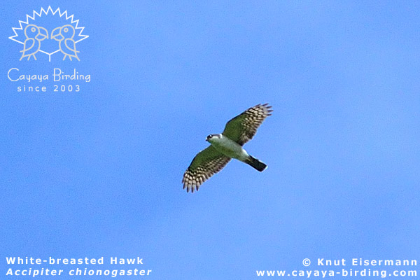 White-breasted Hawk