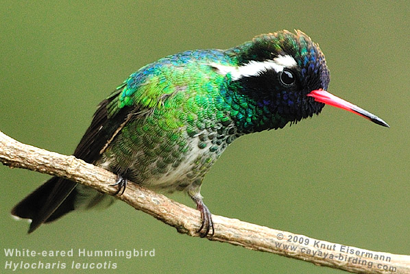 White-eared Hummingbird