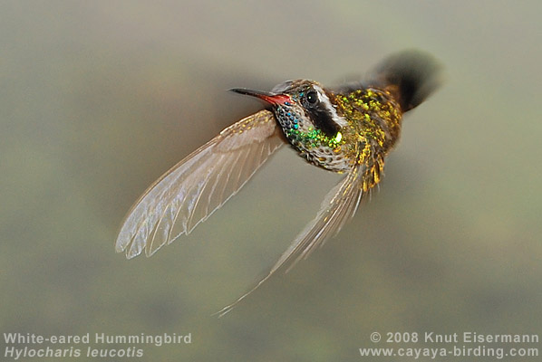 White-eared Hummingbird