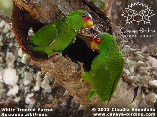 White-fronted Parrot