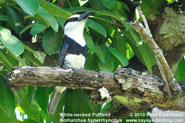 White-necked Puffbird